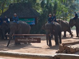 Thailand2009-Elephant_School-007